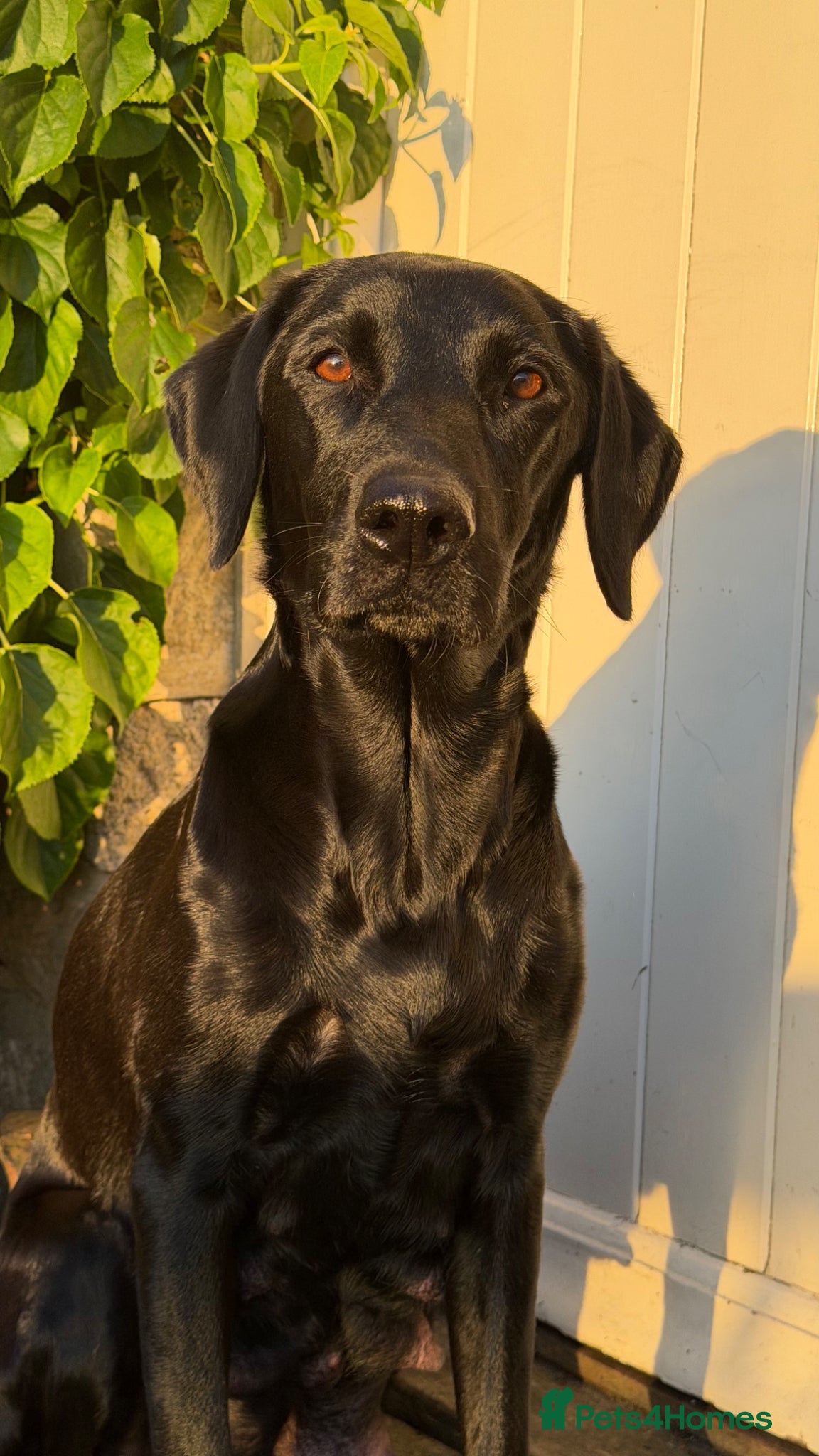 Labrador Retriever dogs for sale: Fox Red Working Labrador Puppies - Advert 1
