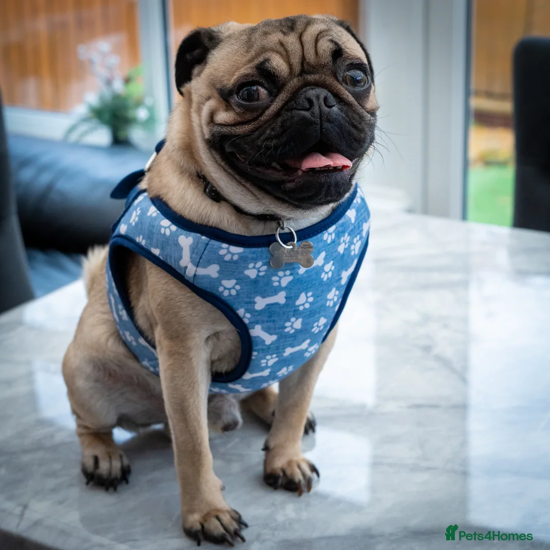 Pug dogs for sale: 🐾 Looking for a Loving Home for Max 🐾 - Advert 2