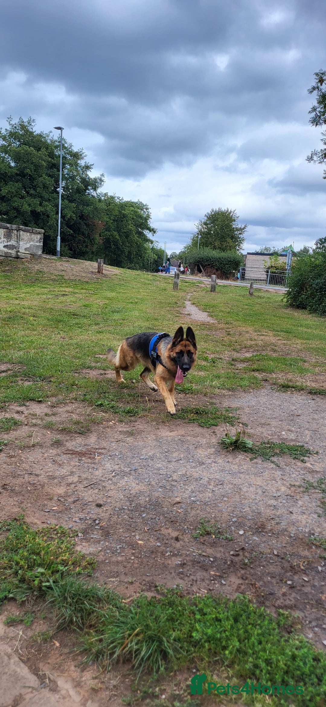 German Shepherd dogs for sale: Friendly Female German Shepherd –Strong Bloodlines - Advert 4