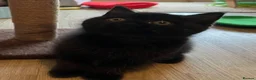 British Shorthair cats for sale: ✨ beautiful black/blue British Shorthair kittens✨ - Advert 18