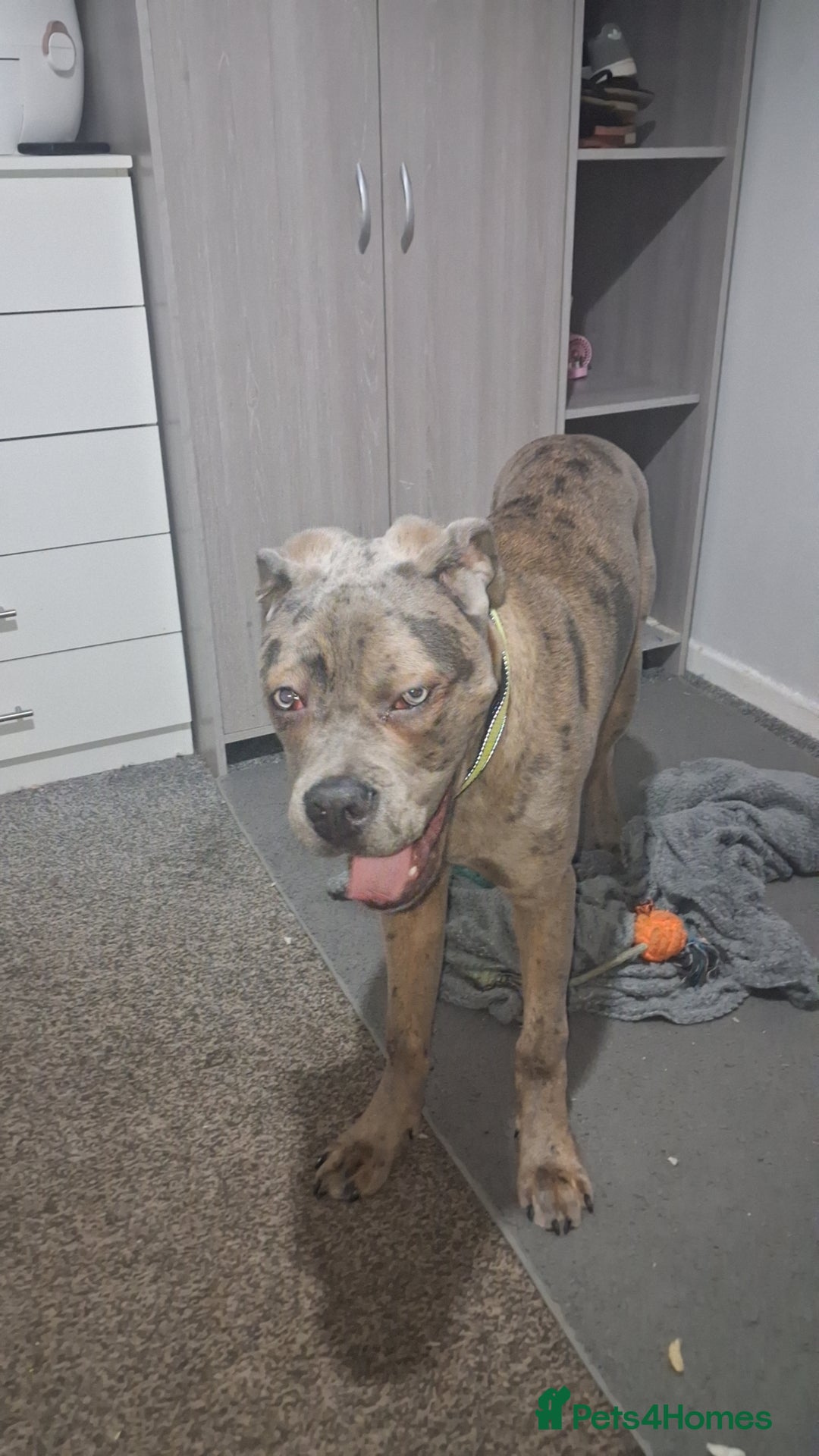 Cane Corso dogs for sale: Merle Cane Corso - Advert 5
