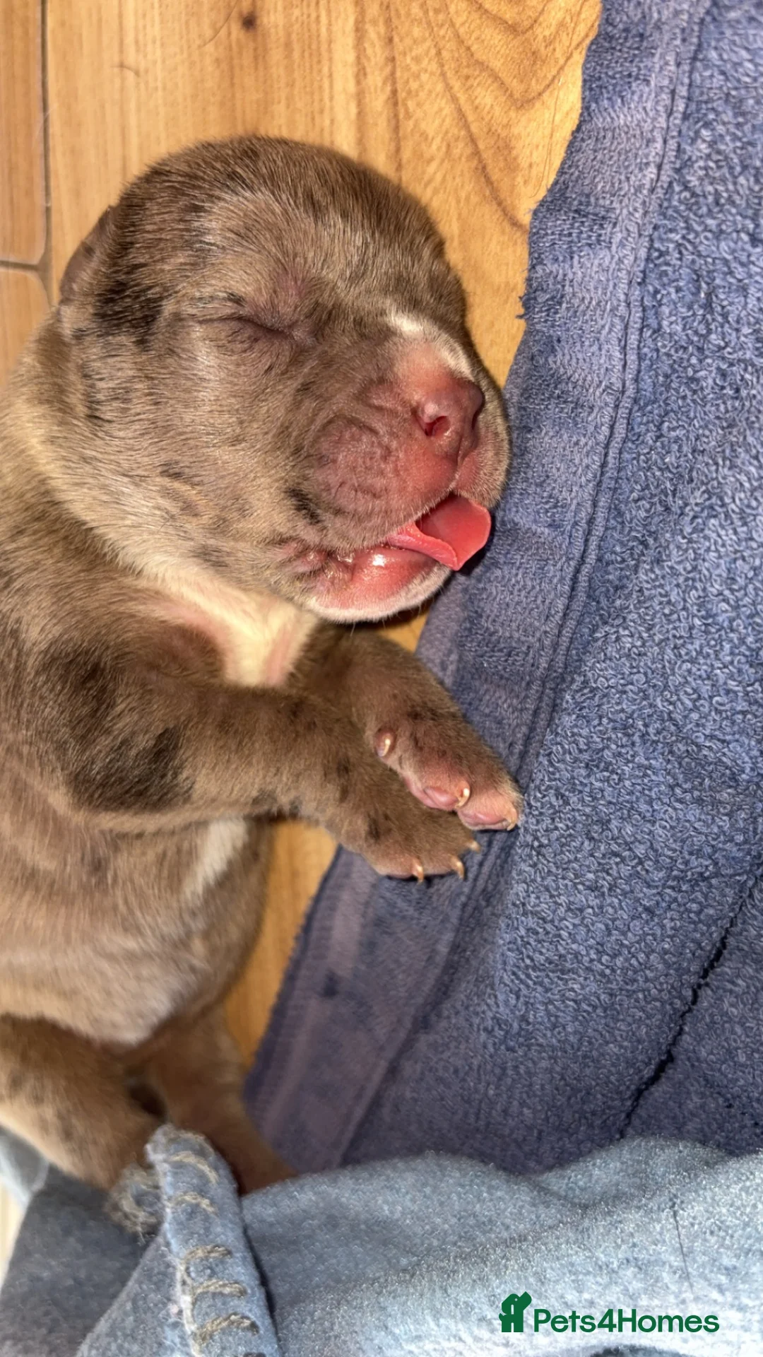 Mixed Breed dogs for sale: Gorgeous cane corso cross puppy’s  - Advert 1