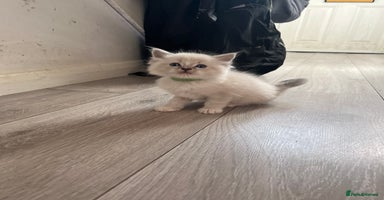 Ragdoll cats - Advert 13