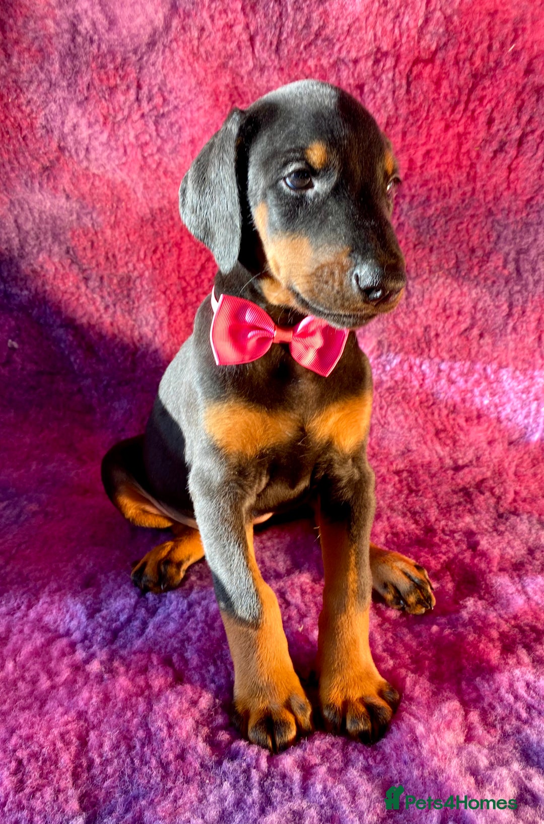 Dobermann dogs for sale: KC REG HEALTH TESTED EUROPEAN DOBERMAN : REDUCED! - Advert 7