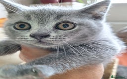 Scottish Fold cats for sale: Discount! Half price! Pure breed Scottish Fold  - Image 7