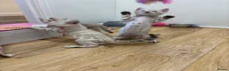 Bengal cats for sale: Pedigree Snow Glittery Bengals  - Advert 14