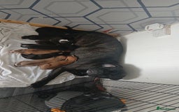 Mixed Breed dogs for sale: Beautiful mastiff cross pups - Image 11