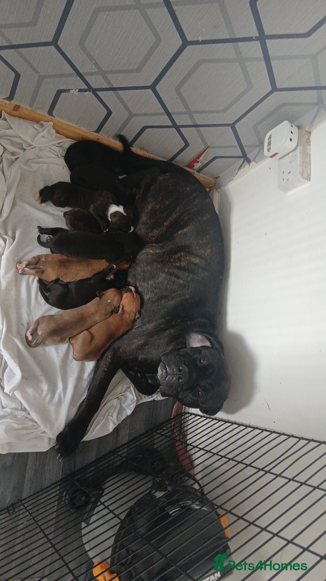 Mixed Breed dogs for sale: Beautiful mastiff cross pups - Image 11