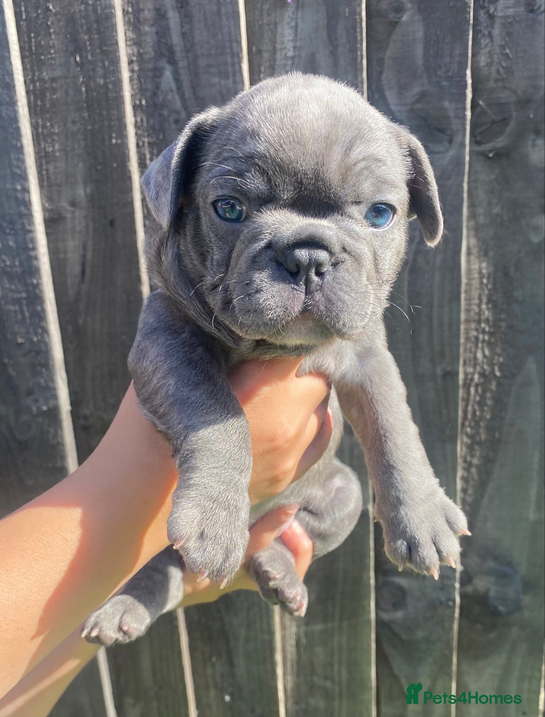 French Bulldog dogs for sale: Beautiful French bulldog puppies  - Image 5