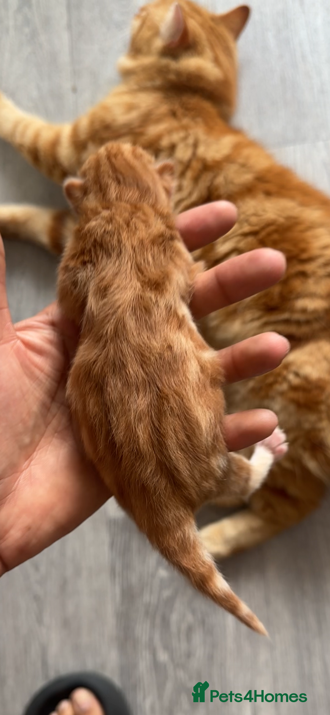 Norwegian Forest Cat cats for sale: Kittens for sale  - Image 9