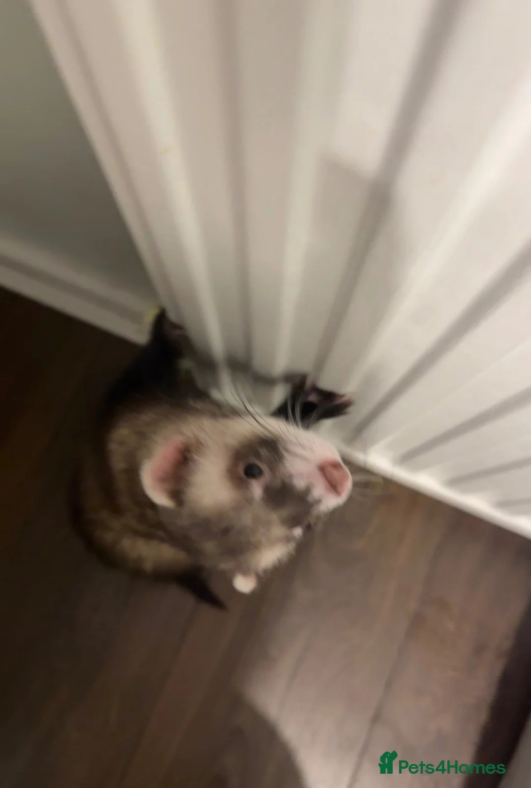 Ferret rodents for sale: Male ferret 4 months old  in Sheffield - Advert 5