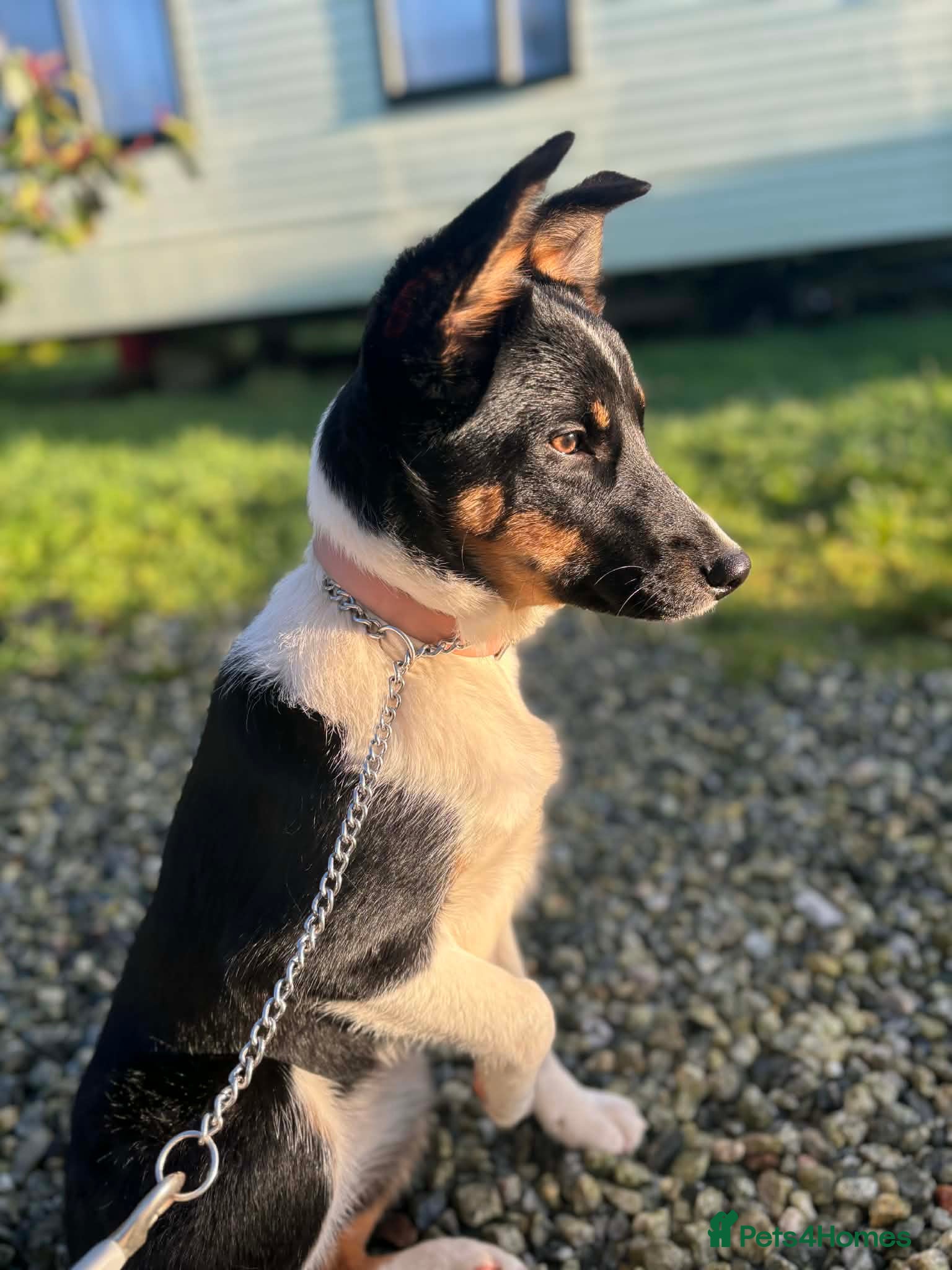 Border Collie dogs Tri colour border collie - Advert 2