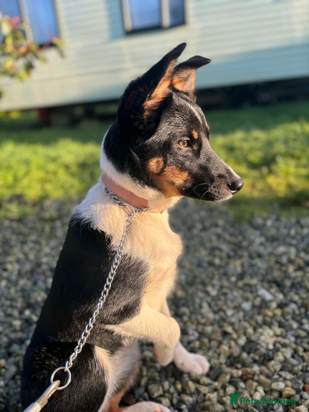 Border Collie dogs for sale: Tri colour border collie - Advert 1