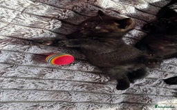 British Shorthair cats for sale: 5 British shorthair kittens  - Image 4