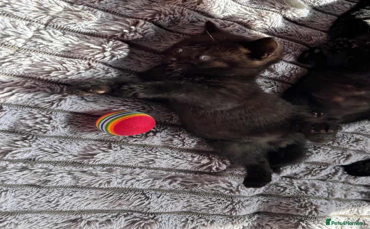 British Shorthair cats - Advert 13
