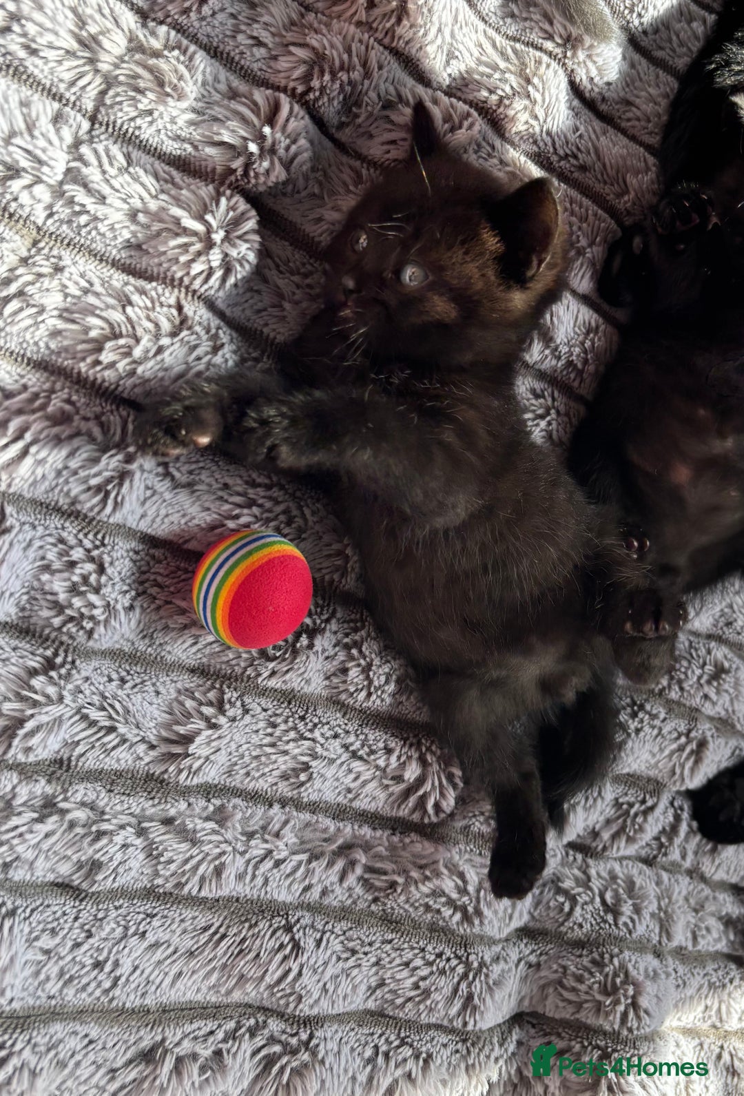 British Shorthair cats for sale: 5 British shorthair kittens  - Image 4