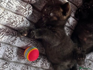 British Shorthair cats - Advert 9