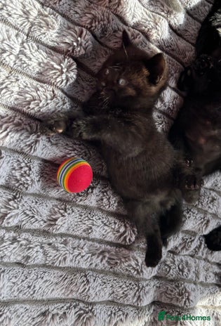 British Shorthair cats - Advert 9