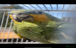 Parrots birds for sale: Orange Winged Amazon Parrot  - Image 2