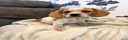Mixed Breed dogs for sale: 6 month old pup  - Advert 25