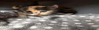  Calico female 2