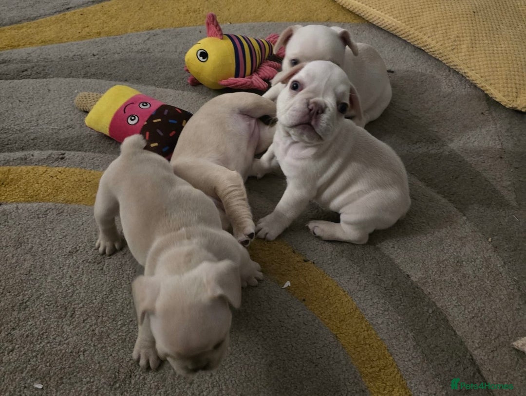 French Bulldog dogs for sale: KC Platinum French Bulldog Boy–Carrying Fluffy 🐾 - Image 2