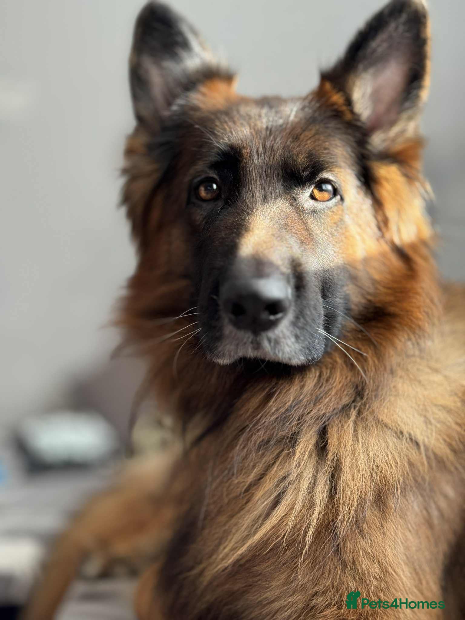 German Shepherd dogs  German shepherd available for stud duties  - Advert 13