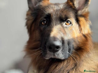 German Shepherd dogs - Advert 35
