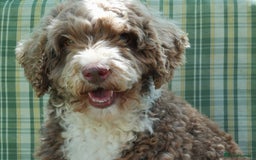 Miniature Poodle dogs for stud: Miniature Poodle KC Reg Fully DNA Health Tested  in Radstock - Image 13
