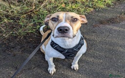Mixed Breed dogs for sale: Beautiful and loving Cretan Hound cross  - Image 1