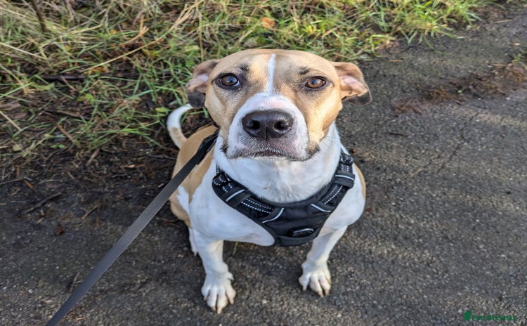 Mixed Breed dogs - Advert 11