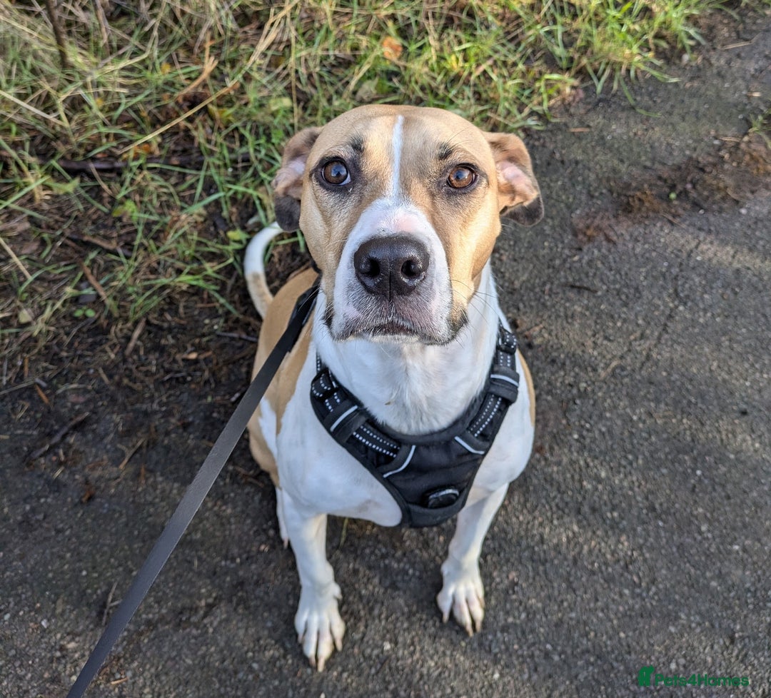 Mixed Breed dogs for sale: Beautiful and loving Cretan Hound cross  - Image 1