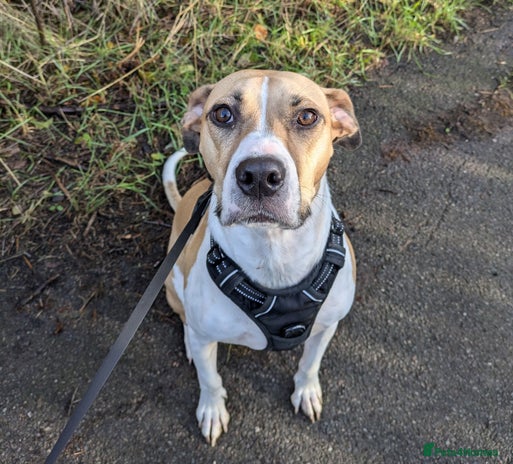 Mixed Breed dogs - Advert 3