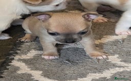 Chihuahua dogs for sale: Chihauhau puppies ready early November - Image 7