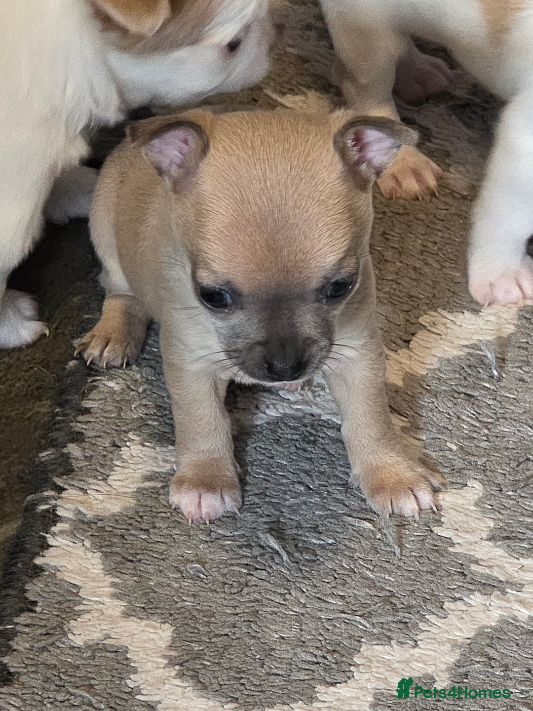 Chihuahua dogs for sale: Chihauhau puppies ready early November - Image 7