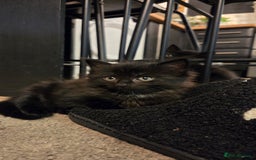 Mixed Breed cats for sale: One male and female tabby kittens  - Image 12