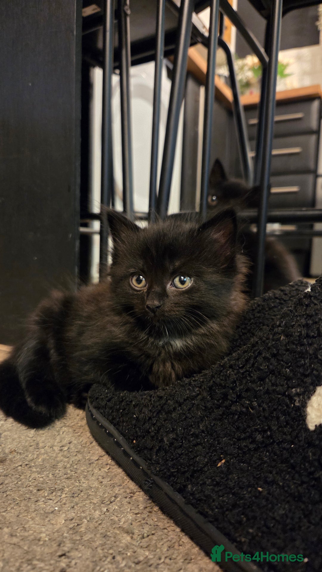 Mixed Breed cats for sale: One male and female tabby kittens  - Image 12