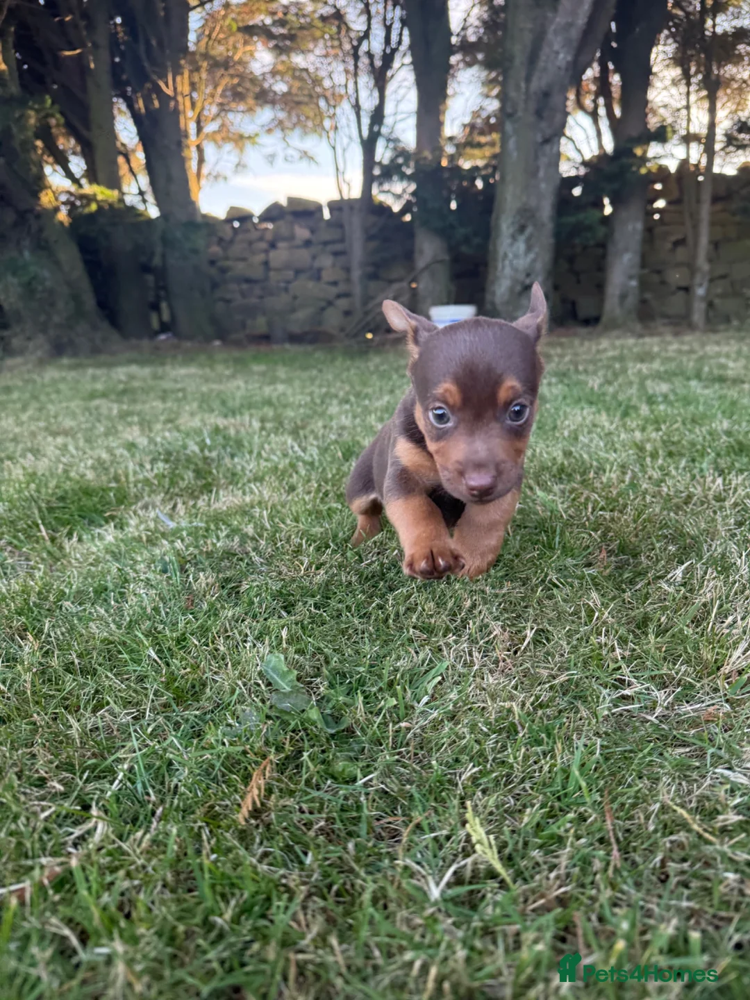 Jack Russell dogs for sale: Jack Russell puppies  - Advert 2