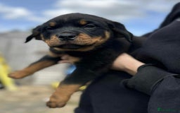 Rottweiler dogs for sale: Rottweiler puppies  - Image 11
