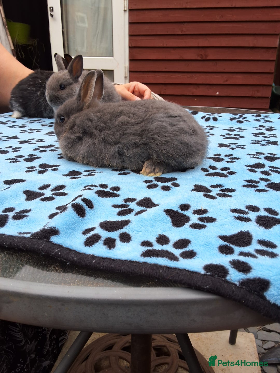 Netherland Dwarf rabbits for sale: 3 Netherland Dwarf bunnies ready 4 forever homes  - Image 15