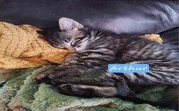 Domestic Shorthair cats for sale: 2 male kittens ready to leave today!  - Image 30