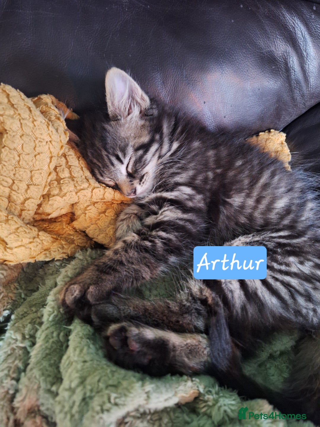Domestic Shorthair cats for sale: 2 male kittens ready to leave today!  - Image 30
