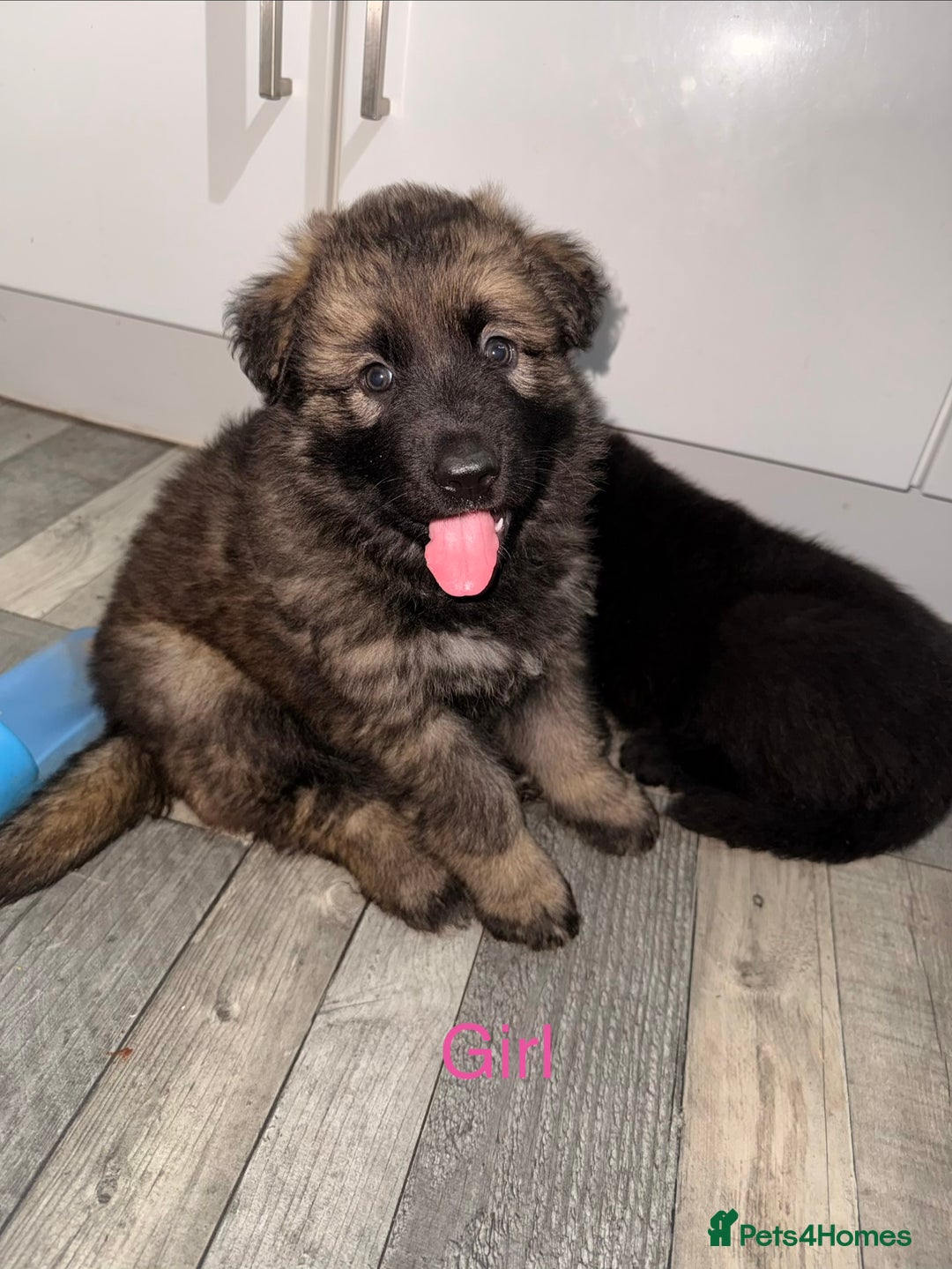 German Shepherd dogs for sale: Stunning German shepherds  - Advert 5
