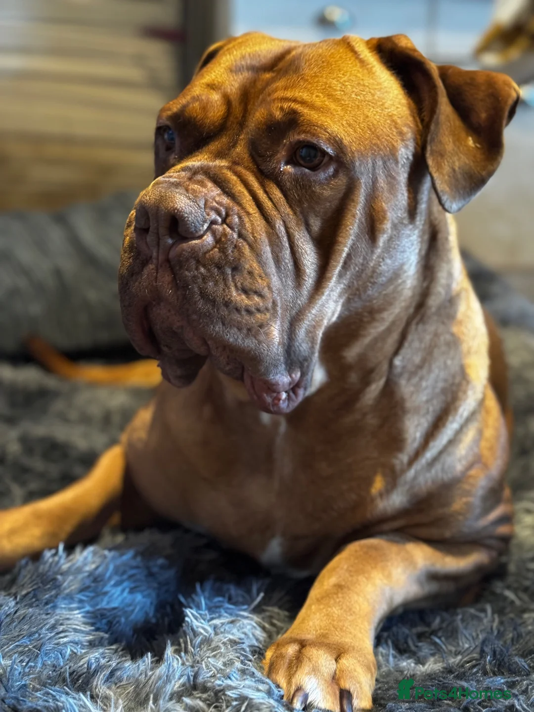 Dogue De Bordeaux dogs for sale: Ada - 5 year old Dogue de Bordeaux  - Advert 1
