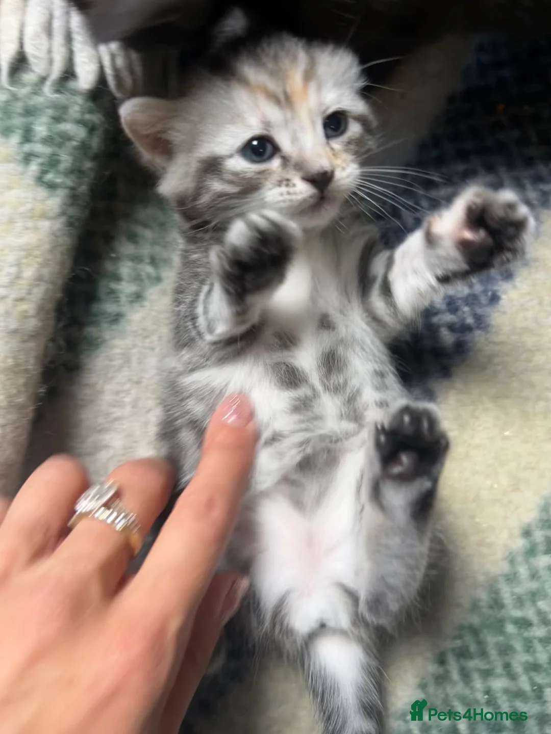 Bengal cats for sale: Bengal x Maine coone kittens in Cowbridge - Advert 13