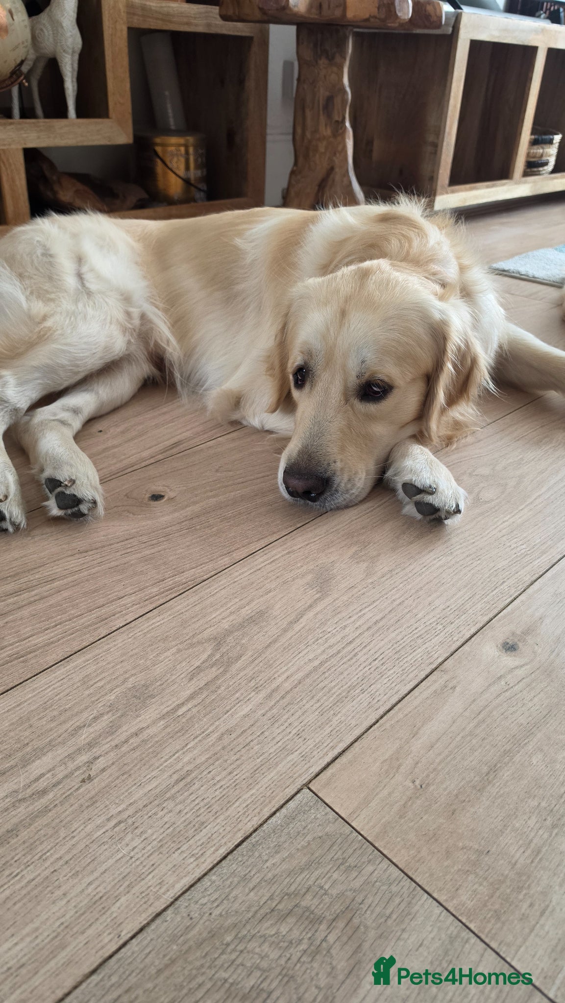 Golden Retriever dogs for sale: Loving 2-Year-Old Neutered Boy  - Advert 3