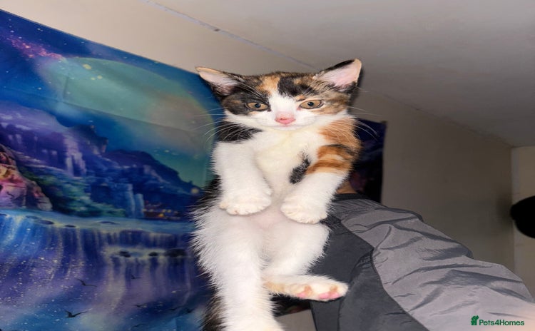 Domestic Shorthair cats - Advert 8