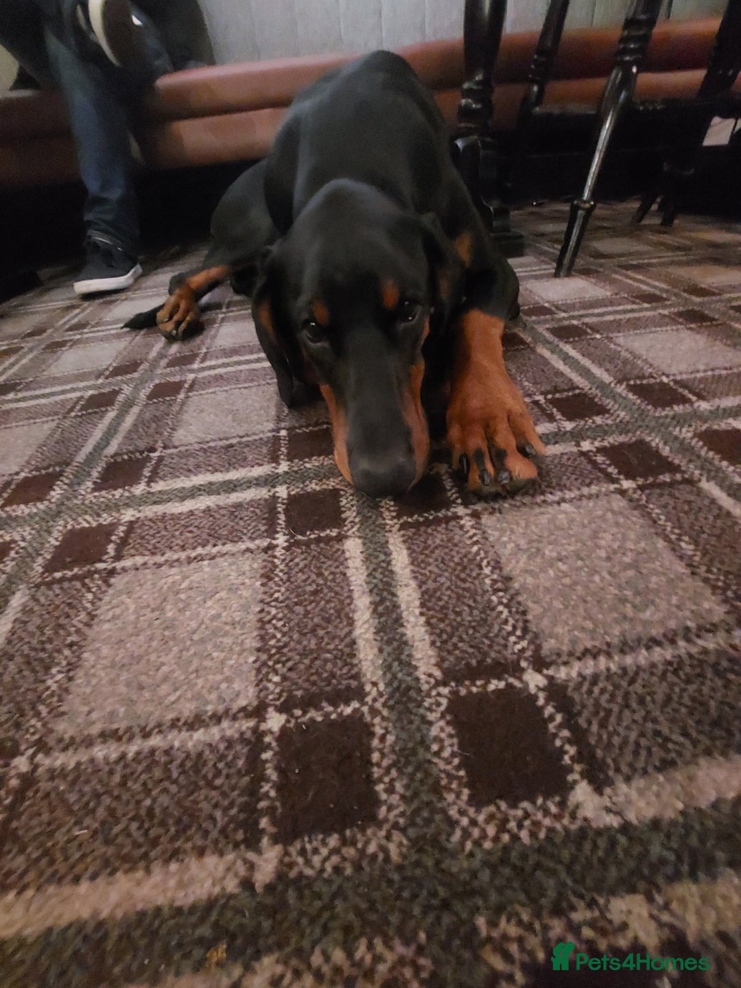Dobermann dogs for stud: KC registered Black and Red Rust for stud - Advert 11