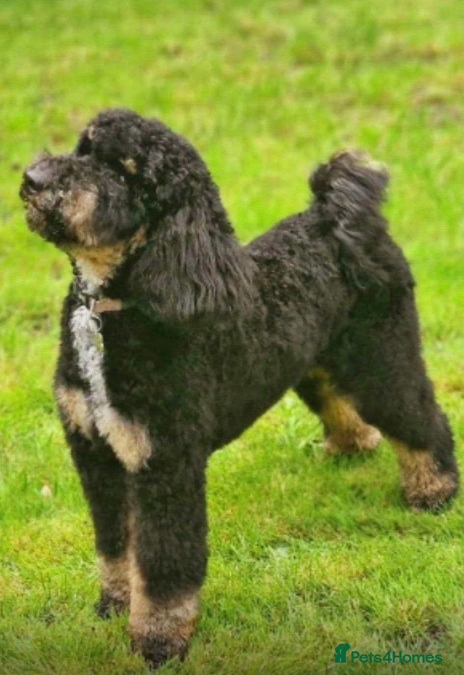 Mini Goldendoodle dogs for sale: 🐶 F1b Goldendoodle Puppies Expected – July 2026  - Advert 5
