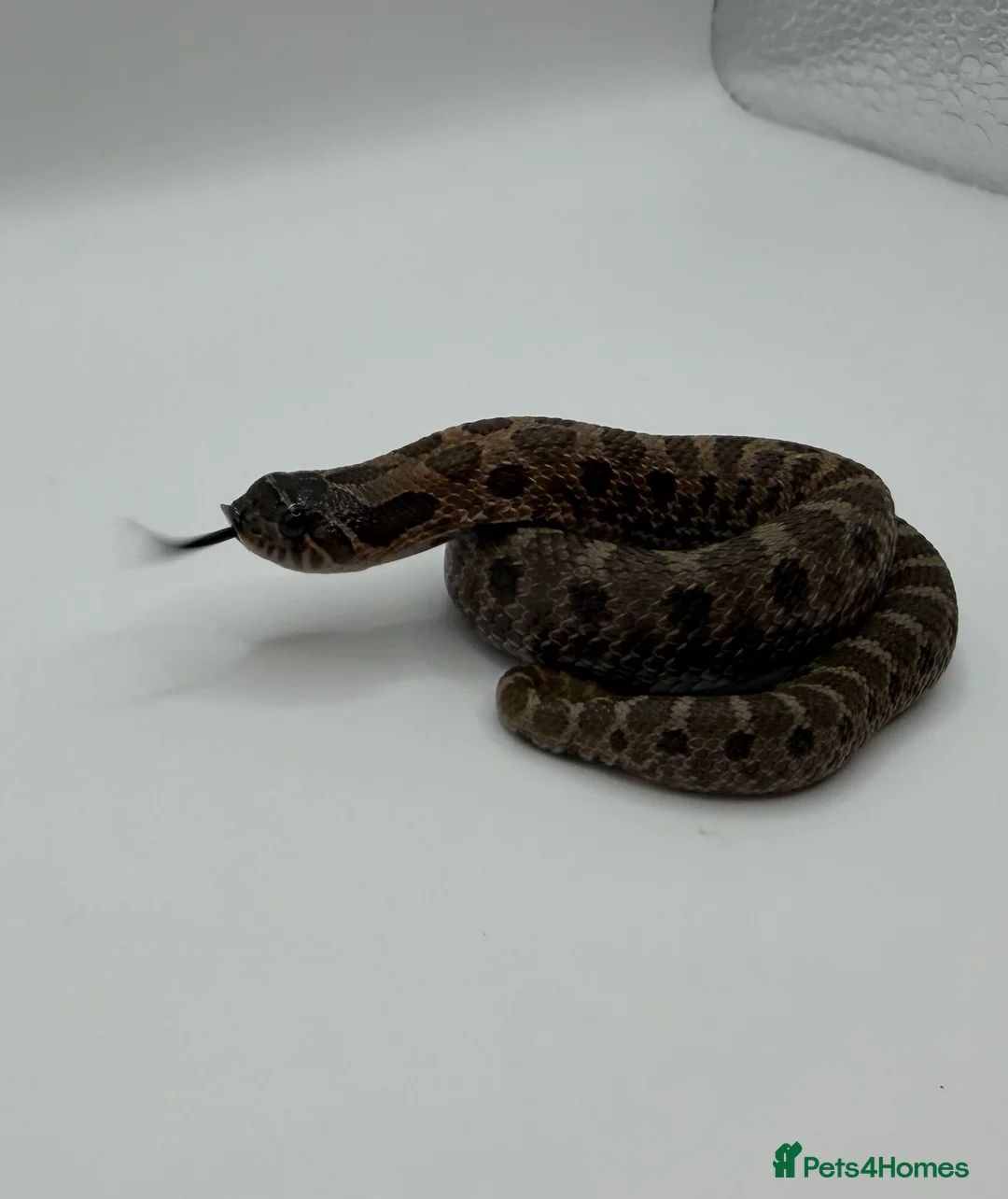 Snake reptiles for sale: Sable & 100% Het Sable Western Hognose Clutch - Advert 2